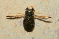 Corixa punctata