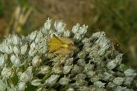 Carpocoris fuscispinus