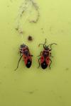 Melanocoryphus albomaculatus