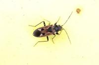 Rhyparochromus vulgaris