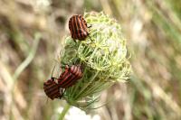 Graphosoma italicum italicum