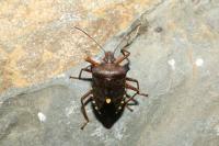 Pentatoma rufipes