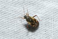 Polymerus unifasciatus