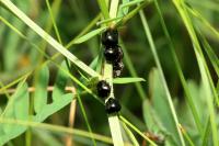 Coptosoma scutellatum