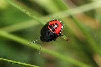 Canthophorus impressus