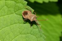 Coreus marginatus