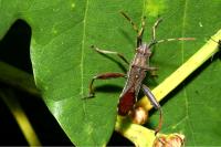 Camptopus lateralis