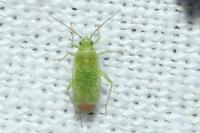 Orthotylus flavosparsus