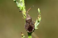 Enoplops scapha