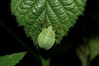 Palomena prasina