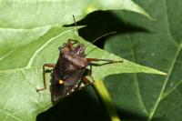 Pentatoma rufipes