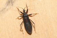 Reduvius personatus