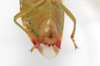 Elasmostethus interstinctus