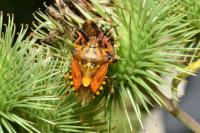 Carpocoris purpureipennis