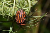 Graphosoma italicum italicum