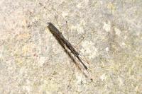 Hydrometra stagnorum