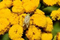 Adelphocoris lineolatus