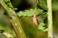 Phytocoris varipes