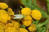 Closterotomus norwegicus