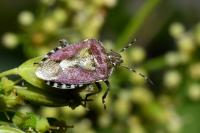 Dolycoris baccarum