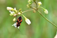 Tropidothorax leucopterus
