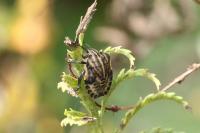 Graphosoma italicum italicum