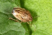 Neottiglossa leporina
