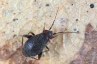 Chlamydatus evanescens