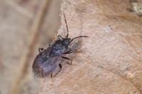 Drymus brunneus
