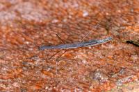 Hydrometra stagnorum