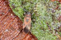 Arocatus longiceps