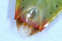 Elasmostethus minor