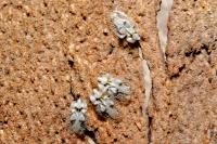 Corythucha ciliata