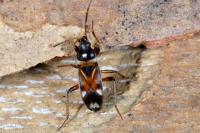 Raglius alboacuminatus