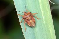 Carpocoris purpureipennis