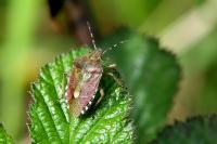 Dolycoris baccarum