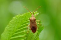 Gonocerus acuteangulatus