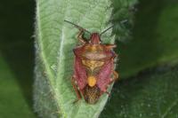 Carpocoris purpureipennis