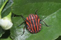 Graphosoma italicum italicum
