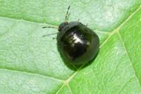 Coptosoma scutellatum