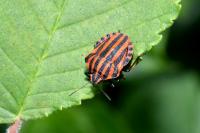 Graphosoma italicum italicum