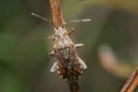 Stictopleurus punctatonervosus