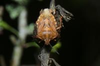 Carpocoris purpureipennis