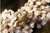Adelphocoris lineolatus