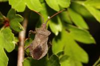 Coreus marginatus