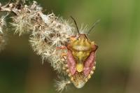 Carpocoris purpureipennis