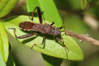 Camptopus lateralis