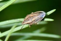 Aelia acuminata