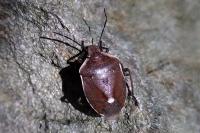 Chlorochroa pinicola