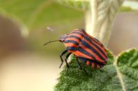 Graphosoma italicum italicum